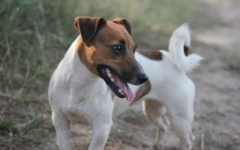 jack russell dog